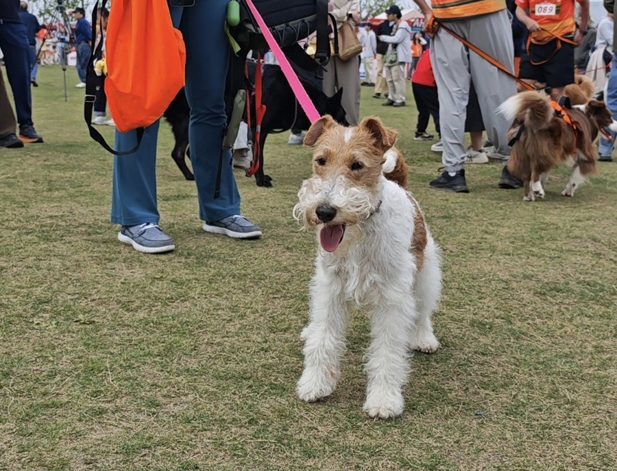 风靡欧美的人犬越野赛，来上海了
