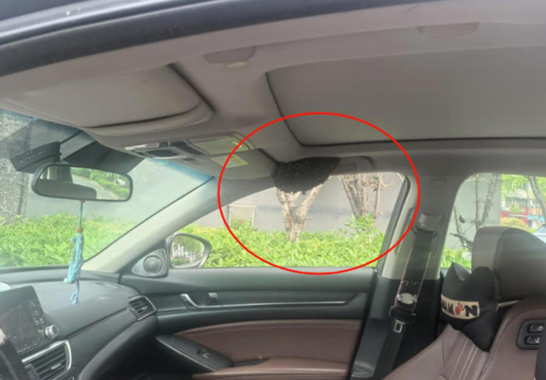 ͣ��δ�س���ʮ����ӣ��㽭���ӻ���ʱɵ�ۣ����ڴ�����ʮֻ�۷䣬��������