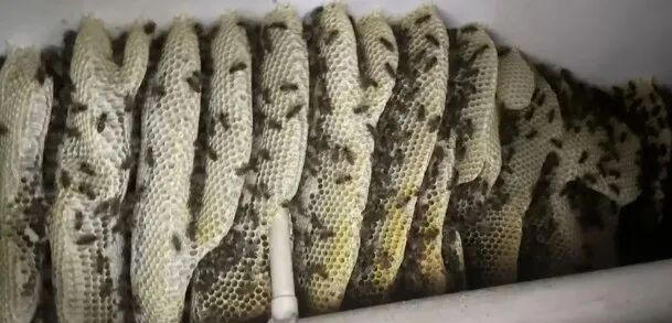 ͣ��δ�س���ʮ����ӣ��㽭���ӻ���ʱɵ�ۣ����ڴ�����ʮֻ�۷䣬��������