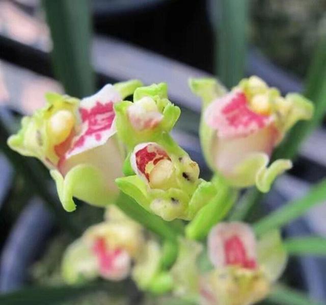 劝你别养此稀罕花! 我怕你养了就离不开，花型奇特，兰香治愈
