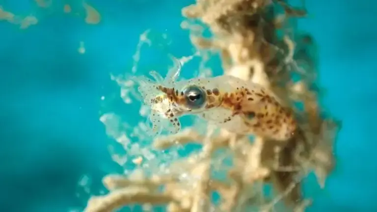 ��ѧ�������ƽ��������ī�㳤��1����Ľ���֮��