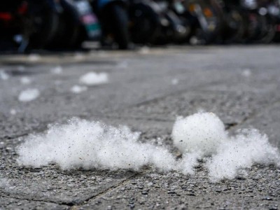 四月“飞絮”扰人，杨柳树不能全砍? 官方解答背后原因与防护妙招