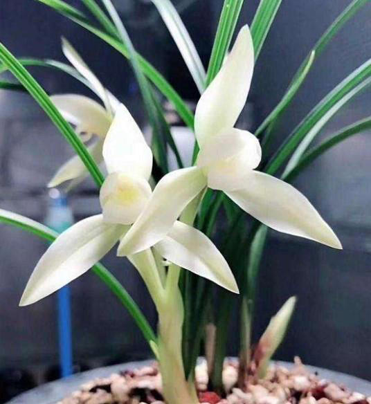 兰花界的高贵兰草，在云南一农民家被发现，在兰展卖出了天价