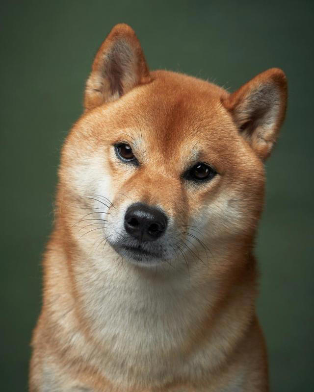 柴犬一生认几个主人
