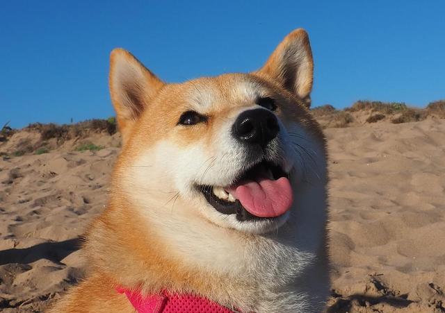 柴犬一生认几个主人