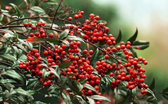 南天竹植物产地与选购指南：花期管理、修剪技巧及市场价格参考