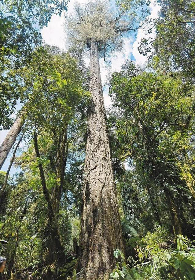 西藏深山藏着101米绿色巨人，中国竟有百米巨树，你知道吗?