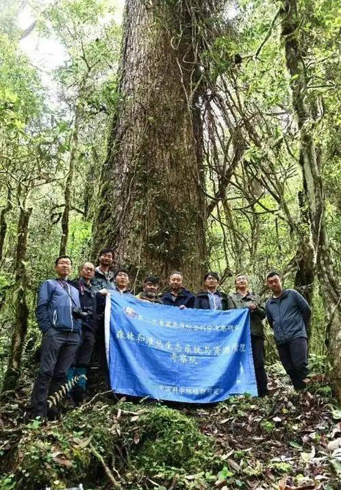 西藏深山藏着101米绿色巨人，中国竟有百米巨树，你知道吗?