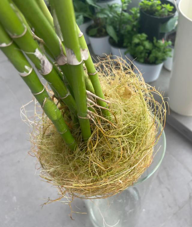 这7种花最喜欢喝水，天天浇水是好事，越浇越有好处!