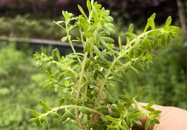 珠芽景天，又称狗牙菜、狗牙瓣，有3大作用，农民朋友要了解!