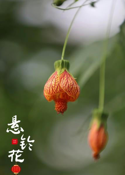 百花知识（159）：悬铃花