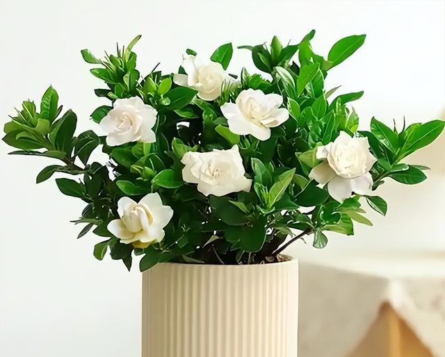 破解栀子花“酸碱密码”!做好3步，叶亮花白，香气飘满家