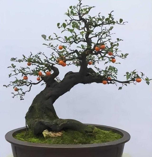 这种盆景人称金弹子，养越久值钱越高，养成老桩当传家宝!