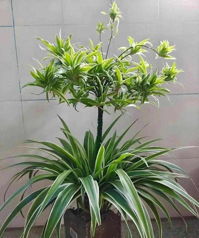 养花的尽头是吊兰，看河南老教师的“吊兰新花样”，值得推广