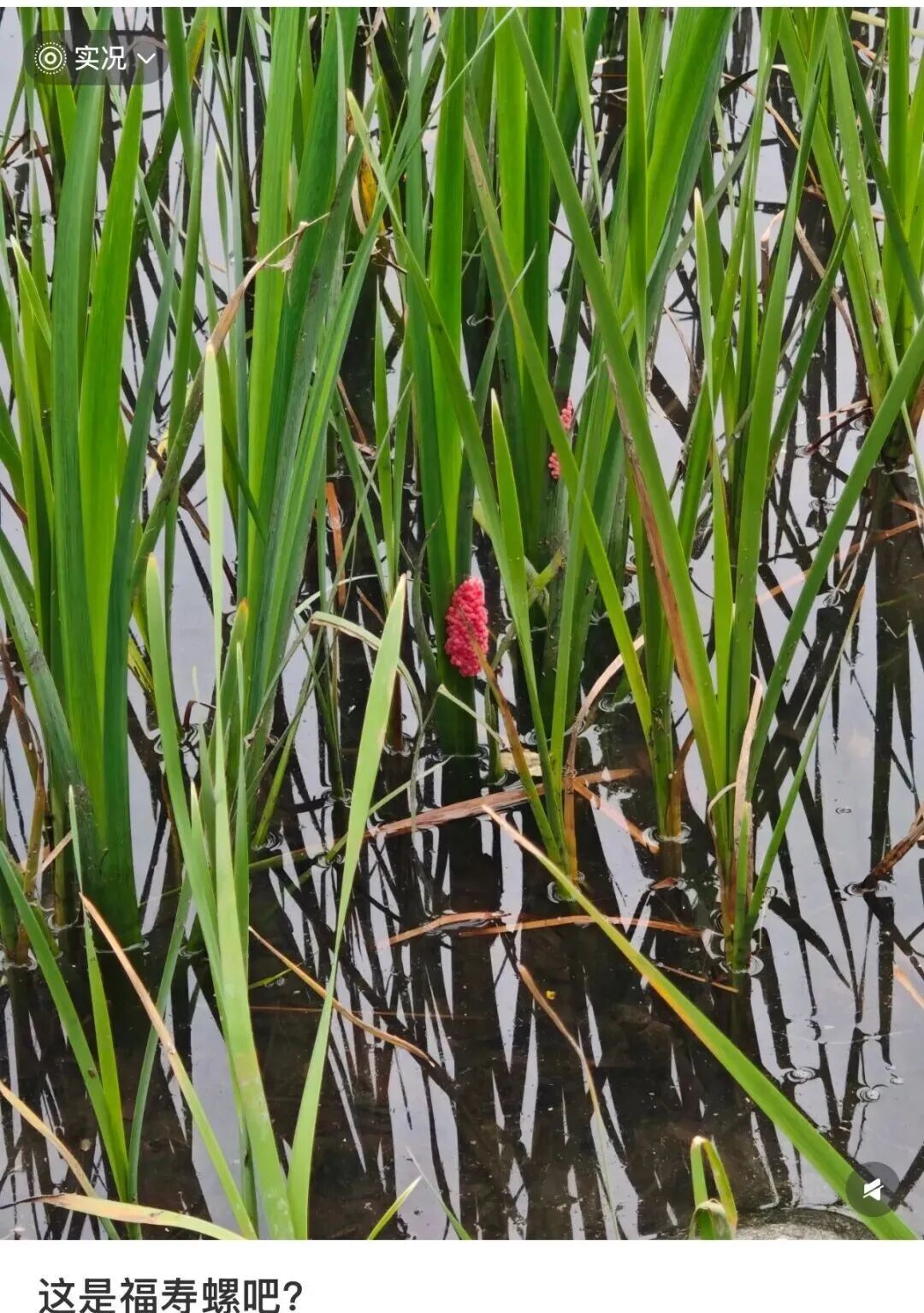 别吃! 寄生虫多达6000条! 近期正大量出现