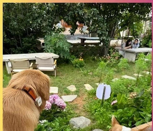 ��ٳ�Ϻ���ƽСԺ�ߺ죬�������ֲ�����������Ϊ��������Ľ��