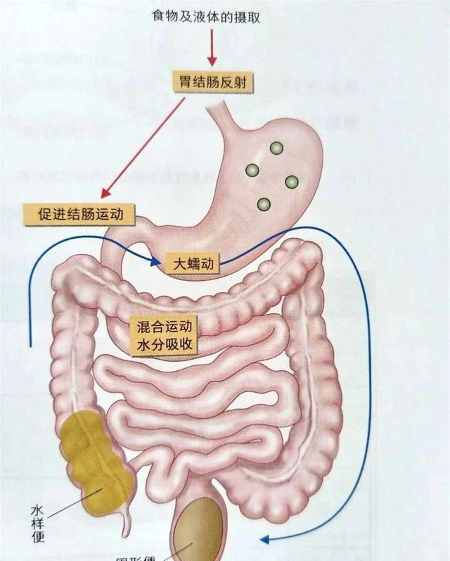 大便次数与寿命有关? 研究发现：排便在这个频次，身体或更健康!