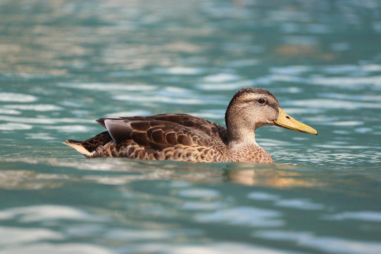 Cursor 3 发布：IDE 不重要了，智能体控制台上位，VS Code 这一套开始失效