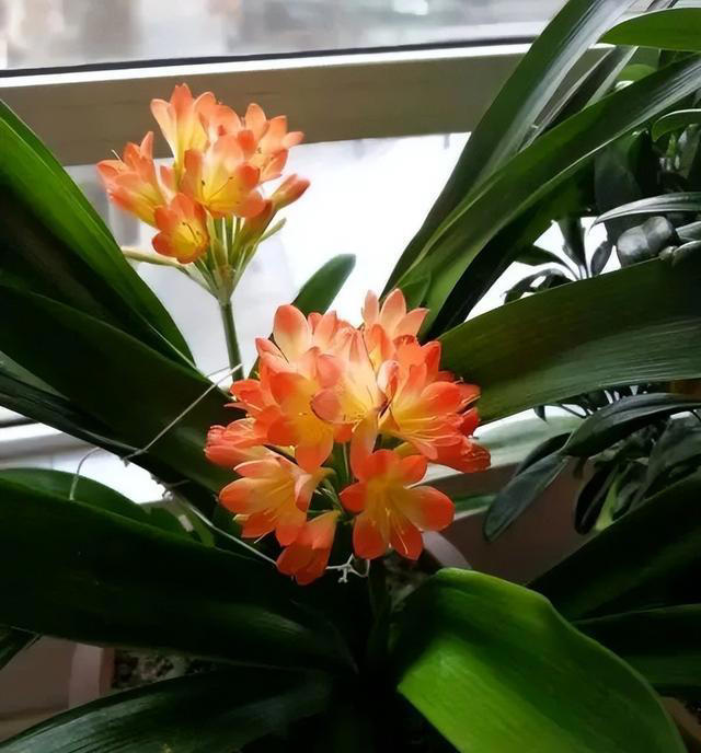 家养10种花，好运滚滚来，再忙也要抽时间养一盆，喜欢养花别错过