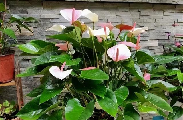 家养10种花，好运滚滚来，再忙也要抽时间养一盆，喜欢养花别错过
