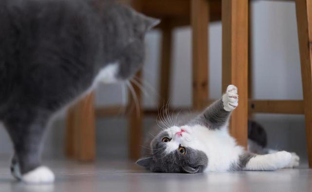 轻松驯服小猫咪：不打不骂，让猫咪乖乖听话的秘诀大公开!