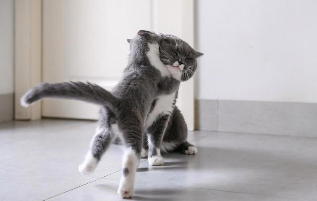 轻松驯服小猫咪：不打不骂，让猫咪乖乖听话的秘诀大公开!