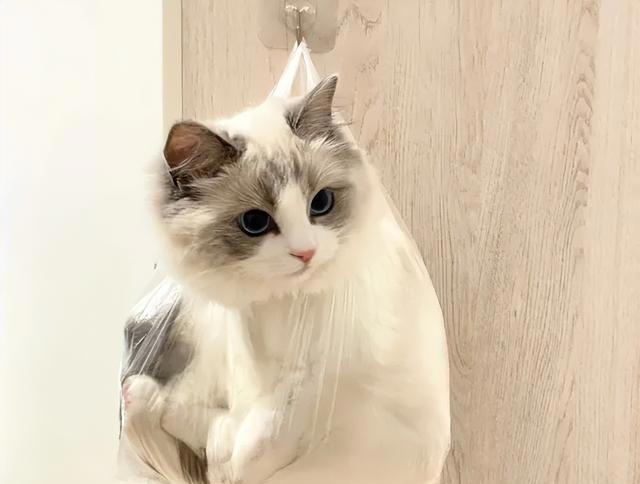 养猫后的好与坏，道出了多少主人的心声