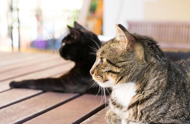 轻松驯服小猫咪：不打不骂，让猫咪乖乖听话的秘诀大公开!