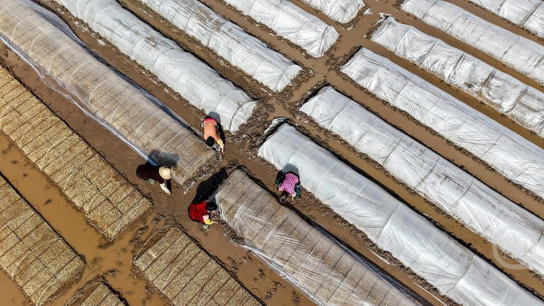 春色（606）｜上游主题摄影征稿作品展——谭启云作品