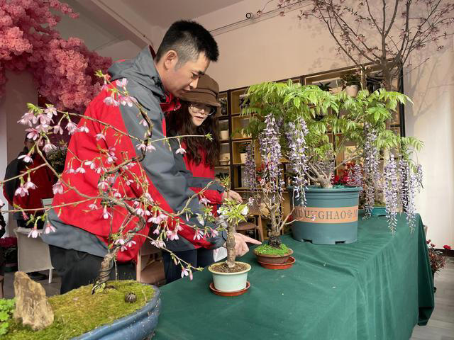 今年浓香“螺蛳粉樱”出圈! 玉渊潭樱花何以常逛常新?