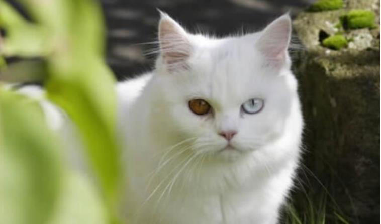 中国十大知名宠物猫品种