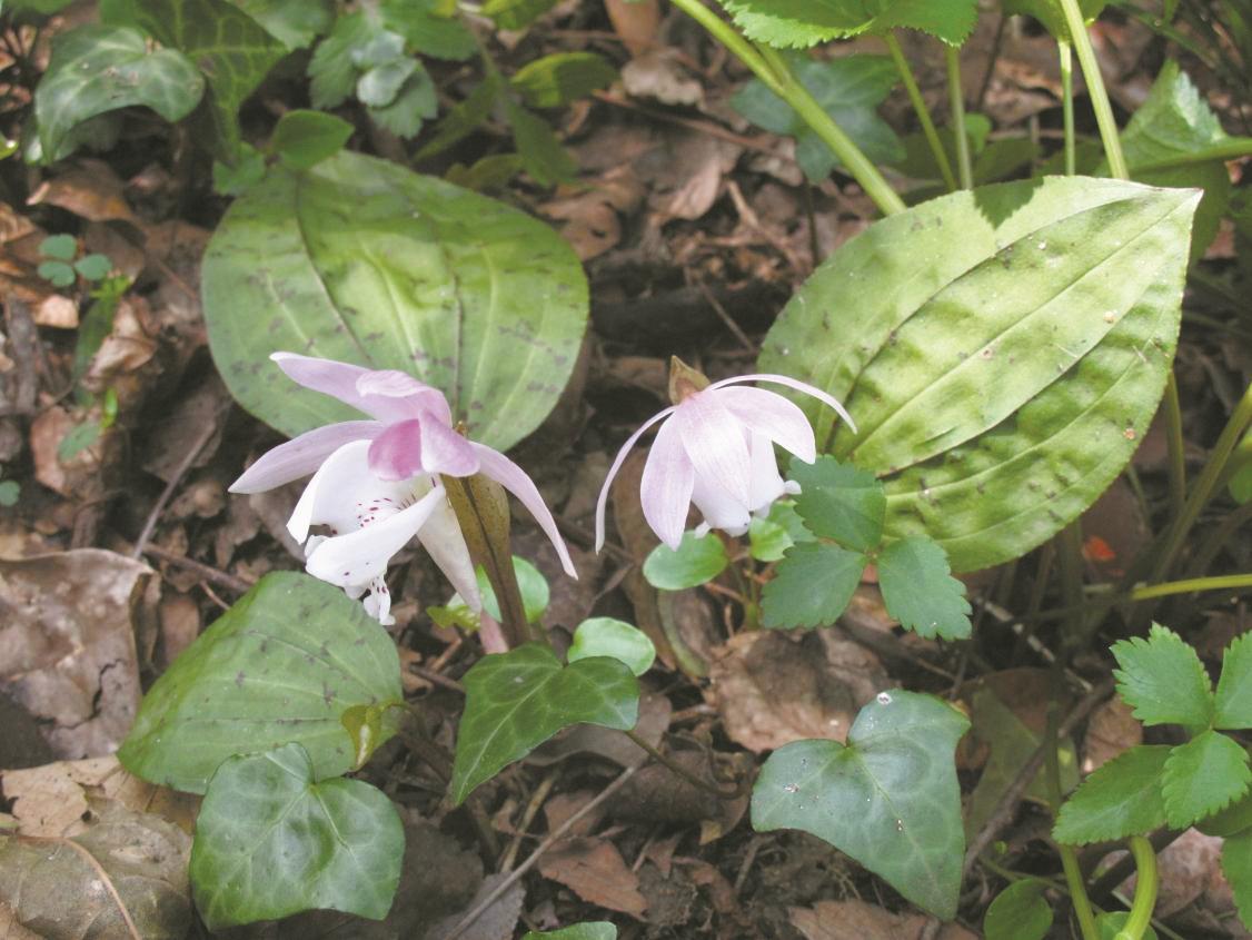 50余株珍稀独花兰现身海曙四明山