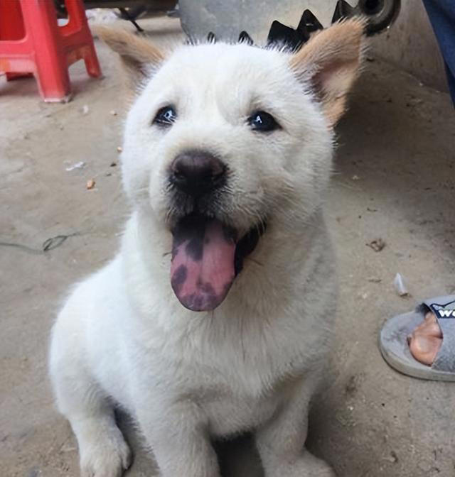 为什么越来越多人选择田园犬?告诉你答案，看完恍然大悟!