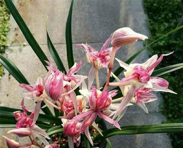 我国独有的“树形”兰花，你见过吗？灿烂如烟花，每朵都是艺术品
