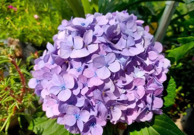 下雨=免费营养液!这4种花就爱“洗雨水澡”，叶片锃亮花量翻倍!