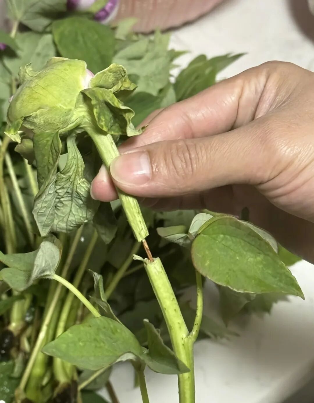 游客吐槽在洛阳买到“断头牡丹”? 进展来了!