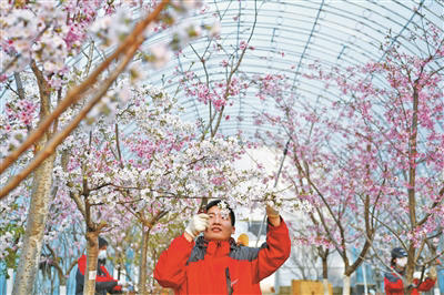 “护花使者”让赏樱季变长了