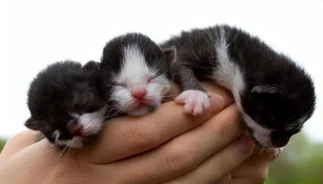 养猫久了才明白，母猫把幼崽叼给你，不是因为信任你