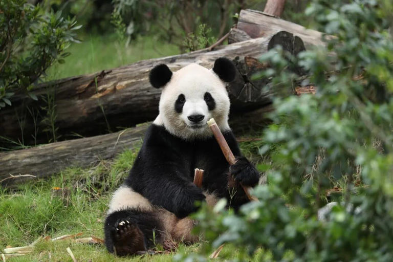 ����è��ƽƽ���͡���˫�������� ��ס����������԰