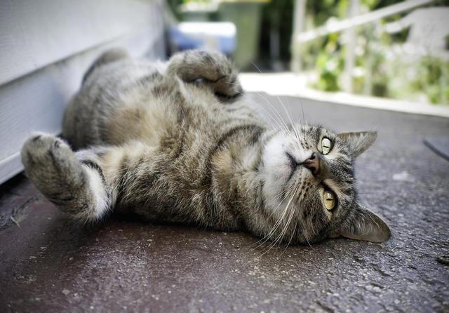 猫咪满地打滚：不仅仅是卖萌，还有这些深意!