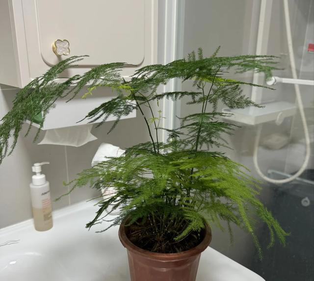 当初有“多火”，如今就“多丑”的5种花，到底是谁乱吹捧