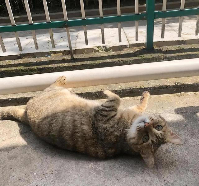 猫友必知：当小猫看到你就躺下打滚的秘密