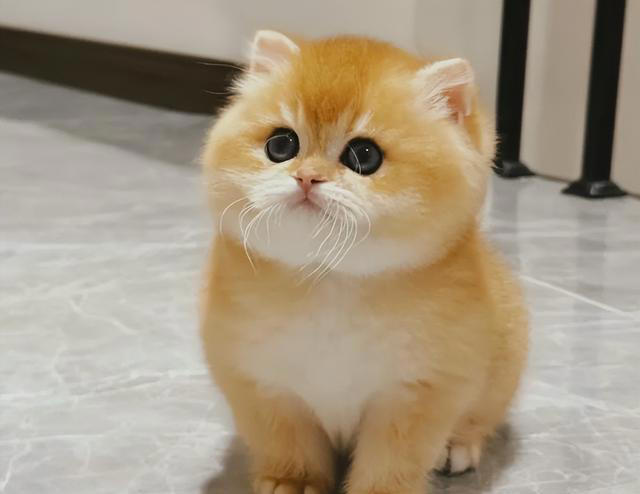 如果你的猫有这“4种表现”，说明它正在慢慢忘记你! 赶紧自查!