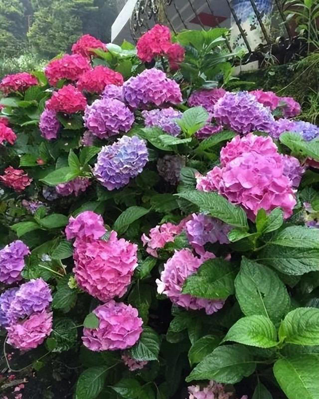 公认不好养的5种花，老花匠纷纷“出坑”，新手花友可别抢着养