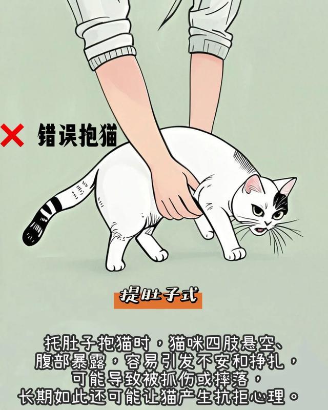 你抱对猫了吗？ 大多数新手，抱猫姿势都错了！