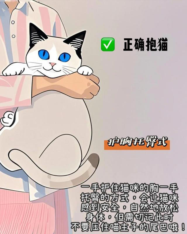 你抱对猫了吗？ 大多数新手，抱猫姿势都错了！