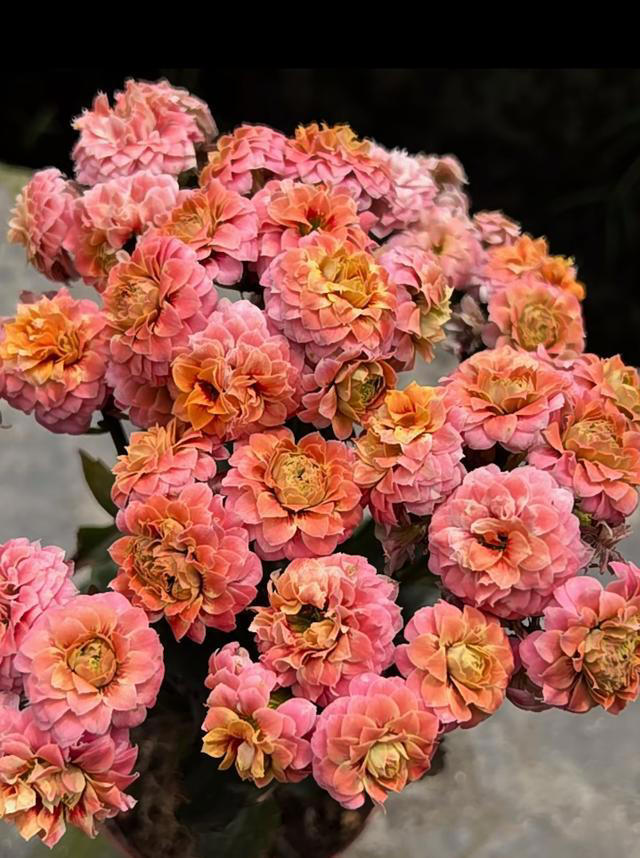 长寿花界的“贵族”，大花朵，颜值高，一开开半年，深受花友追捧