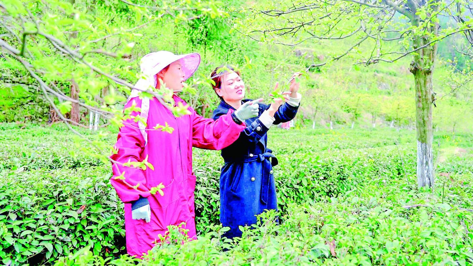 让深山好物畅销全国