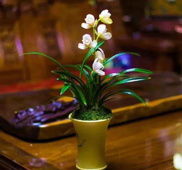 春天刚买回家的兰花，一定避开“4个误区”，快速服盆，狂冒新芽