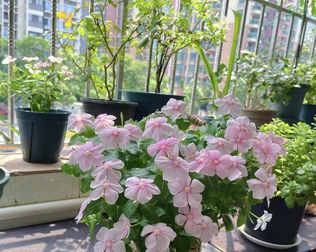 6种花多“晒晒”，一开花就是大半年!